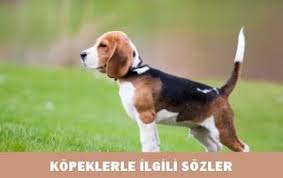 Kopeklerle Ilgili Guzel Sozler Https Guzelsozlertv Blogspot Com 2018 06 Kopeklerle Ilgili Guzel Sozler Html Kopek Turleri Beagle Beagle Kopek