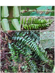 Image result for Cyrtomium