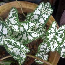 Pokok renek by ezza badrul 4838 views. Anak Pokok Keladi Jenis Kecil Keladi Hiasan Real Life Shopee Malaysia