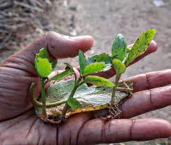 Image result for Bryophyllum