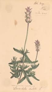 Image result for Lavandula dentata
