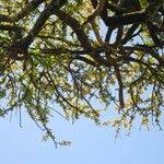 Image result for Boscia integrifolia