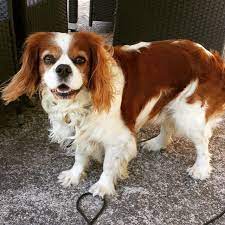 pin auf pawshake osterreich hunde