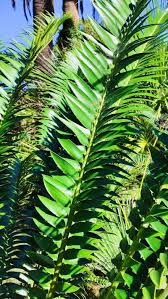Image result for Encephalartos