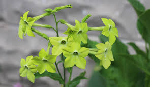 Image result for Nicotiana