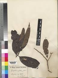 Image result for Pycnobotrya