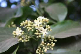 Image result for Icacinaceae