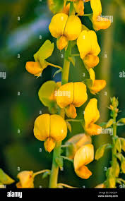 Image result for Crotalaria spectabilis