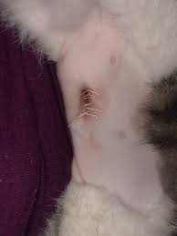 Dogs and cats are spayed or neutered and vaccinated against rabies at a deeply discounted rate. 4 Days After Spay Is Scabbing Normal Cats