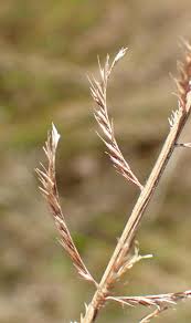 Image result for Pogonarthria