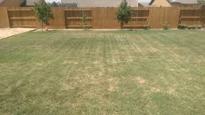 I'm new to bermuda grass. Bermuda Grass Care Celebration Bermuda Advice
