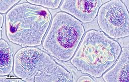 Located at stem and root tips, these plant after injury, any plant cell can revert to similar pluripotency. Meristem Cells Types Characteristics Functions Vs Stem Cells