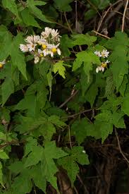 Image result for Sparrmannia ricinocarpa