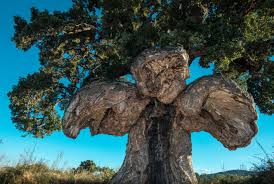 Young trees may be headed at 30 inches to induce branching, and stripped of trunk sprouts and. Voting Now Open In The European Tree Of The Year 2019 The Treeographer