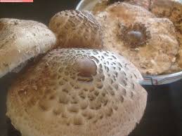 Parasol Gebacken Rezepte Mit Pilzen Ol Zum Backen Backen