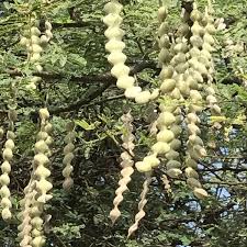 Image result for Acacia nilotica