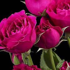 Hot Majolica Spray Roses Spray Roses Fuchsia Flowers Beautiful Flowers