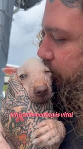 Spent time with these cute babies! 🥰 baby xolos are the cutest