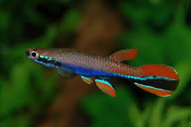 Species Description Aquarium Fish Tropical Fish Beautiful Tropical Fish