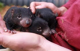 They have a number of distinctive characteristics and traits. The Results Are In Our Eleven Tasmanian Devil Joeys Have Names Monarto Safari Park