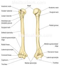 The three bones in the human arm are the humerus, the ulna and the radius. Brachium Human Anatomy Organs Anatomy Bones Human Skeleton Anatomy Physiology