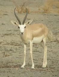 Saudi Gazelle Officially Extinct Since 2008 Although There Have Been No Pure Saudi Gazelle Recorded Since 1980 Extinct Animals Clouded Leopard Extinction