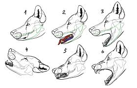 Step two, i drew over previous. Sketchbook Original How To Draw Wolves Monika Zagrobelna