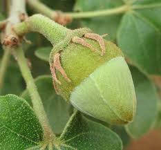 Image result for Thespesia garckeana