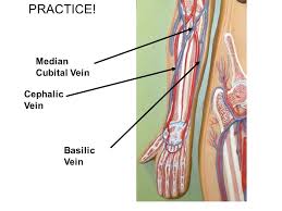 A primary purpose and significant role of the vasculature is its participation in oxygenating the body. Tuesday Oct 28 Review Arm Leg Face Trunk Muscles For 30 Minutes Ppt Video Online Download