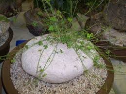 Image result for Trochomeria hookeri