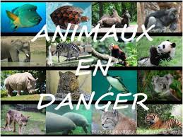 Je voudrais dire en anglais : Pdf Telecharger Texte Argumentatif Sur La Disparition Des Animaux Gratuit Pdf Pdfprof Com