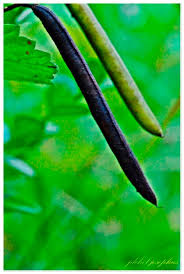 Image result for Indigofera ischnoclada