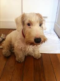 They were bred to be a sporting dog of courage and review how much sealyham terrier puppies for sale sell for below. Sealyham Puppy Unusual Dog Breeds Sealyham Terrier Fluffy Puppies
