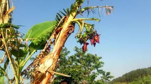 Check spelling or type a new query. Aneh Ditemukan Bibit Pohon Pisang Berbuah Hingga 8 Tundun Info Seputar Mojokerto