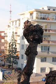 Pour bien comprendre la leçon, je vous conseille de regarder la vidéo suivante qui explique pas à pas le dessin tête de chat , à chaque fois vous pouvez faire un pause de la video. La Taille En Tete De Chat Holtzinger