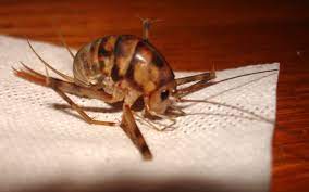 Since camelback crickets grow large, many people are surprised at how big they can get. Greenhouse Camel Cricket What S That Bug