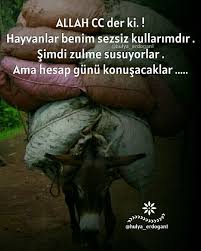 Hulyaerdogan1 Panosundaki Pin