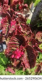 Image result for Coleus rhodesianum