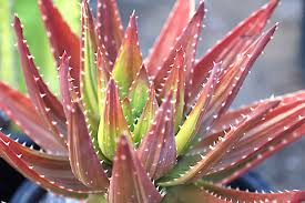 San diego's largest wholesale nursery. Rojas Succulents Nursery Tour Laptrinhx News