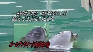 2年もの間 閉館した 犬吠埼マリンパーク の汚れたプールにひとりぼっちで置き去りにされていたイルカのハニーが亡くなる ニコニコニュース