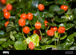 Image result for Geophila repens