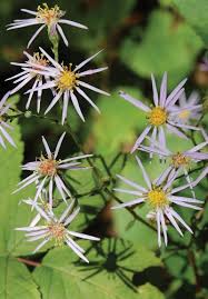 Image result for Nicolasia nitens