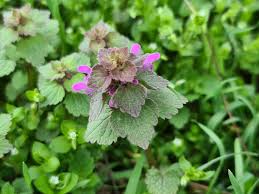 Image result for Thomandersiaceae