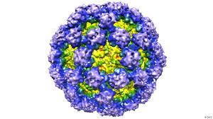 Zwischen märz und august 2017 kam es in quebec, kanada, zu einem ausbruch des norovirus, an dem mehr als 700 menschen erkrankten. Noroviren Hochansteckend Und Richtig Eklig Wissen Umwelt Dw 10 08 2017