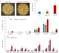 Jun 03, 2021 · nashville singer/songwriter leslie satcher returns home to a sell out audience at the second quarter charity country dinner theater at 6:30 p.m. Cpta Treatment Reveals Potential Transcription Factors Associated With Carotenoid Metabolism In Flowers Of Osmanthus Fragrans Sciencedirect