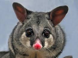 How do possums get into your house? Keeping Possums Away From Your Garden The Environmentally Friendly Way Abc News
