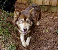 You can come to choose one or more of them and leave a deposit to book a reservation. Akc Adorable Siberian Husky Puppies For Sale Husky Palace