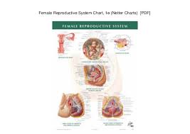 Female Reproductive System Chart 1e Netter Charts Pdf