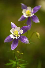 Blue Columbines Art Print By Teri Virbickis Amazing Flowers Flowers Photography Flower Pictures
