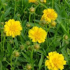 Coreopsis Grandiflora Sunray Sunray Coreopsis From Midwest Groundcovers Plants Dried Flowers Gold Flowers